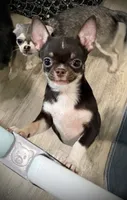 AKC Tyson , a male Chihuahua for sale in New Jersey, NJ – 3 of 10