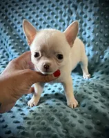 AKC Benny , a male Chihuahua for sale in New Jersey, NJ – 2 of 6