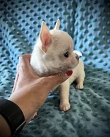 AKC Benny , a male Chihuahua for sale in New Jersey, NJ – 4 of 6