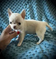 AKC Benny , a male Chihuahua for sale in New Jersey, NJ – 5 of 6