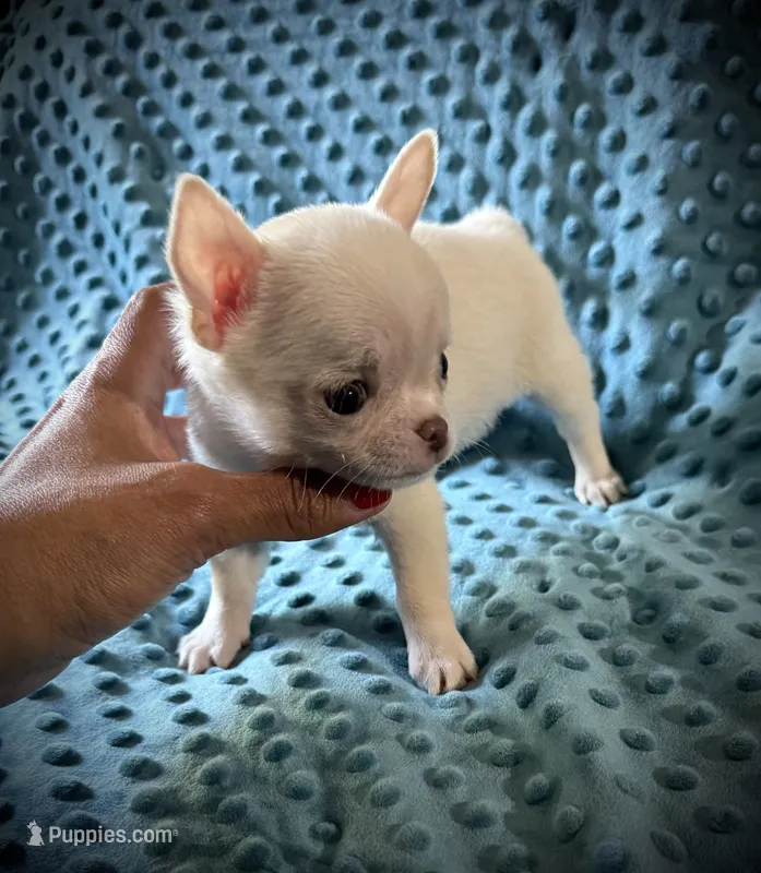 AKC Benny , a male Chihuahua for sale in New Jersey, NJ – 1 of 6