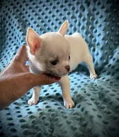 AKC Benny , a male Chihuahua for sale in New Jersey, NJ – 1 of 6