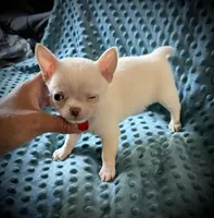 AKC Benny , a male Chihuahua for sale in New Jersey, NJ – 6 of 6
