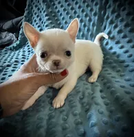 AKC Benny , a male Chihuahua for sale in New Jersey, NJ – 3 of 6