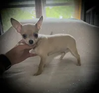 AKC Cassie, a female Chihuahua for sale in New Jersey, NJ – Photo 7 of 8