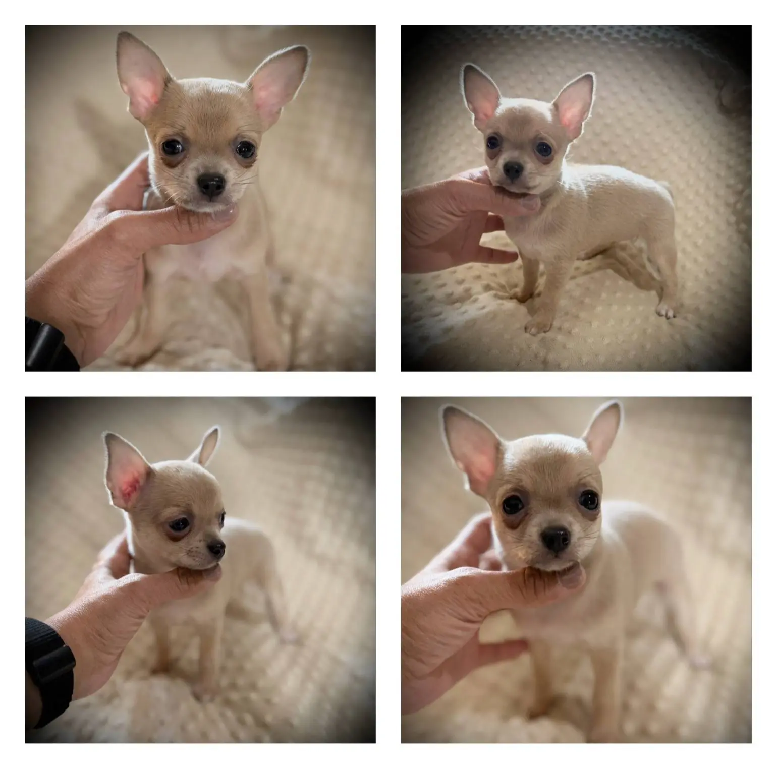 AKC Cassie, a female Chihuahua for sale in New Jersey, NJ – Photo 8 of 8