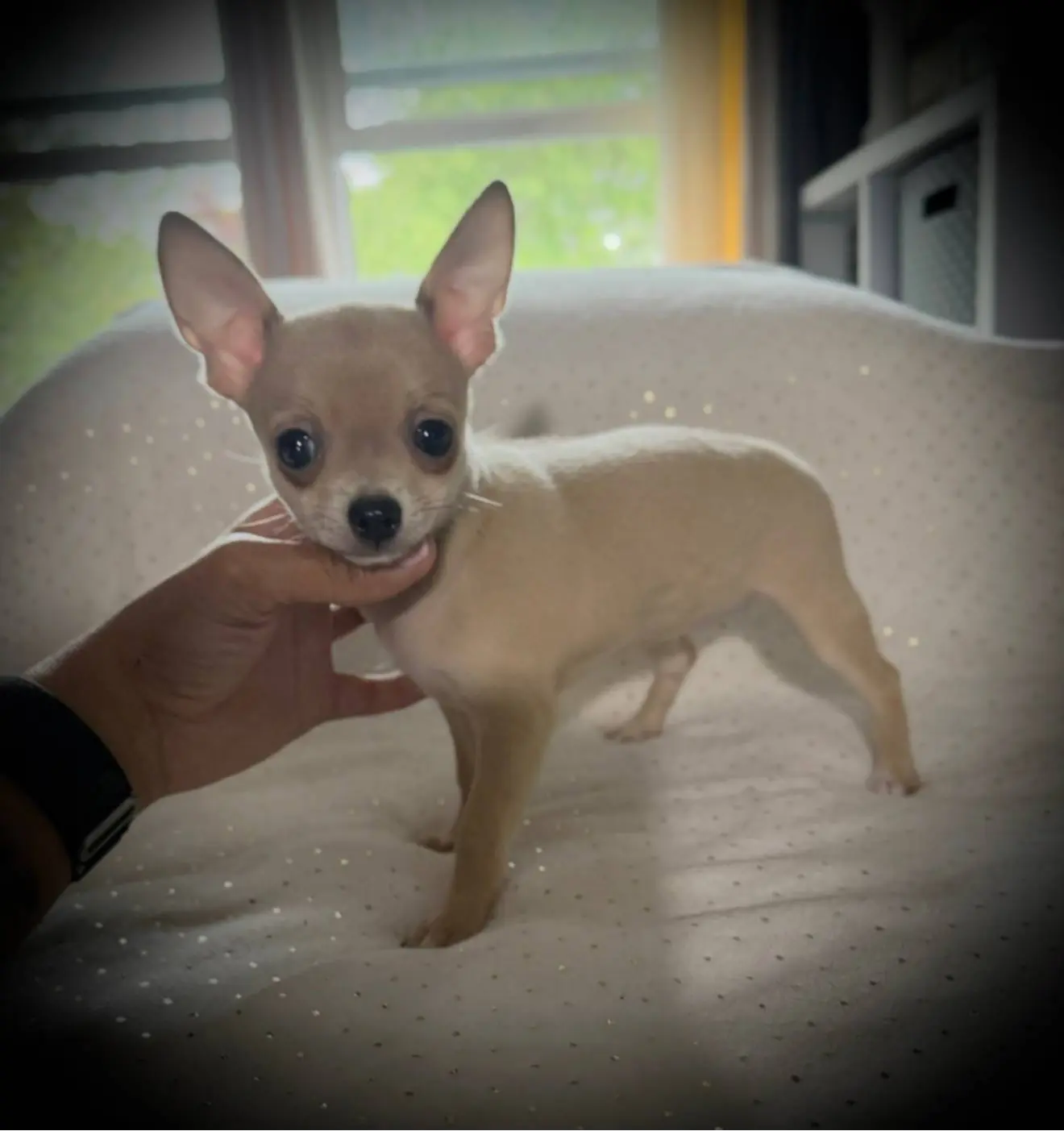 AKC Cassie, a female Chihuahua for sale in New Jersey, NJ – Photo 5 of 8