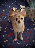 AKC Cassie, a female Chihuahua for sale in New Jersey, NJ – Photo 1 of 8