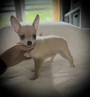 AKC Cassie, a female Chihuahua for sale in New Jersey, NJ – Photo 6 of 8