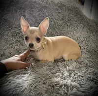 AKC Cassie, a female Chihuahua for sale in New Jersey, NJ – Photo 3 of 8