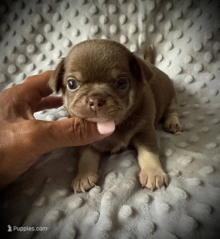 AKC Opie – Chihuahua puppy for sale in New Jersey, NJ