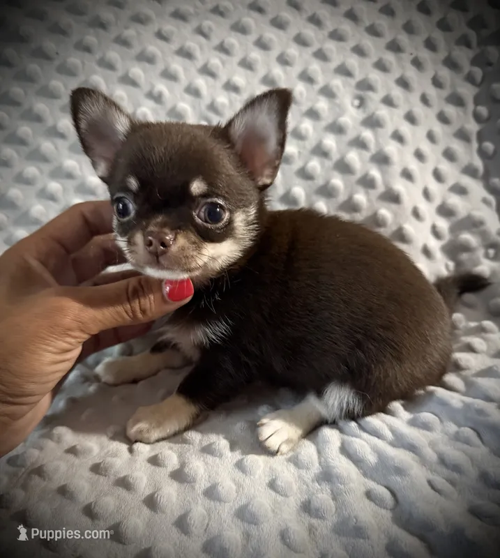 AKC Odin – Chihuahua puppy for sale in New Jersey, NJ