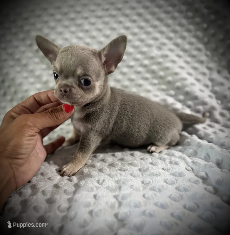 AKC Jax – Chihuahua puppy for sale in New Jersey, NJ
