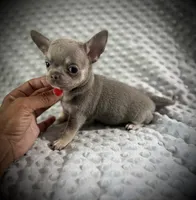 AKC Jax, a male Chihuahua for sale in New Jersey, NJ – 1 of 10