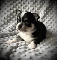 AKC Otto, a male Chihuahua for sale in New Jersey, NJ – 5 of 10