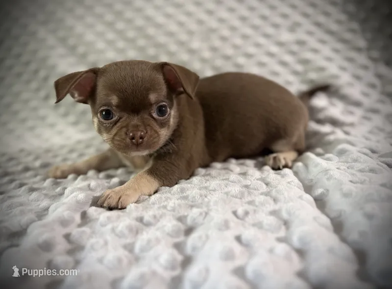 AKC Opie – Chihuahua puppy for sale in New Jersey, NJ