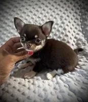 AKC Odin, a male Chihuahua for sale in New Jersey, NJ – 2 of 10