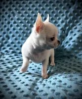AKC Bean, a male Chihuahua for sale in New Jersey, NJ – 4 of 8
