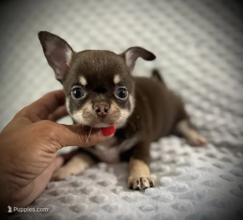 AKC Kara – Chihuahua puppy for sale in New Jersey, NJ