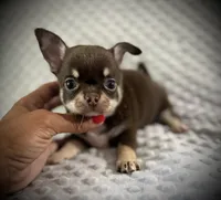 AKC Kara, a female Chihuahua for sale in New Jersey, NJ – 1 of 7