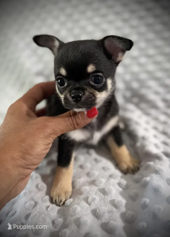 AKC Gemma – Chihuahua puppy for sale in New Jersey, NJ