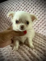AKC Missy, a female Chihuahua for sale in New Jersey, NJ – 3 of 3