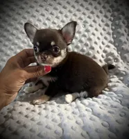 AKC Odin, a male Chihuahua for sale in New Jersey, NJ – 3 of 10