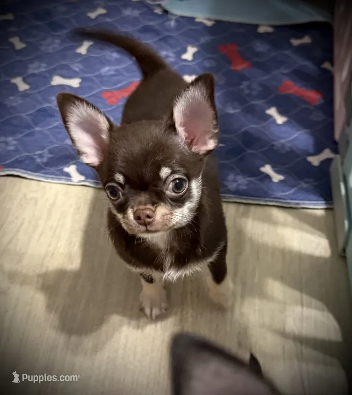 AKC Odin – Chihuahua puppy for sale in New Jersey, NJ