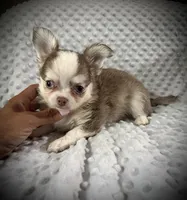 AKC Finn, a male Chihuahua for sale in New Jersey, NJ – 6 of 8