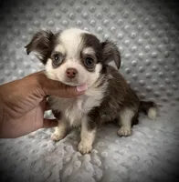 AKC Fiona, a female Chihuahua for sale in New Jersey, NJ – 6 of 7