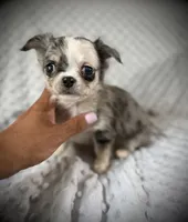 AKC Patch, a male Chihuahua for sale in New Jersey, NJ – 6 of 6