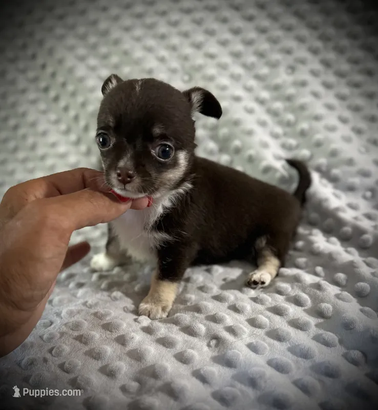 AKC Darla – Chihuahua puppy for sale in New Jersey, NJ