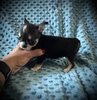 AKC Brandy, a female Chihuahua for sale in New Jersey, NJ – 6 of 6