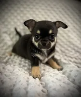 AKC Gemma, a female Chihuahua for sale in New Jersey, NJ – 6 of 10