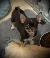 AKC Tyson , a male Chihuahua for sale in New Jersey, NJ – 4 of 8