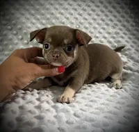 AKC Opie, a male Chihuahua for sale in New Jersey, NJ – 5 of 10