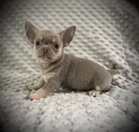 AKC Jax, a male Chihuahua for sale in New Jersey, NJ – 5 of 10