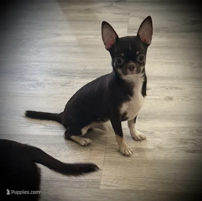 AKC Tyson  – Chihuahua puppy for sale in New Jersey, NJ