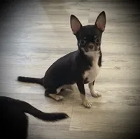 AKC Tyson , a male Chihuahua for sale in New Jersey, NJ – 1 of 10