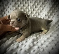 AKC Jax, a male Chihuahua for sale in New Jersey, NJ – 7 of 10