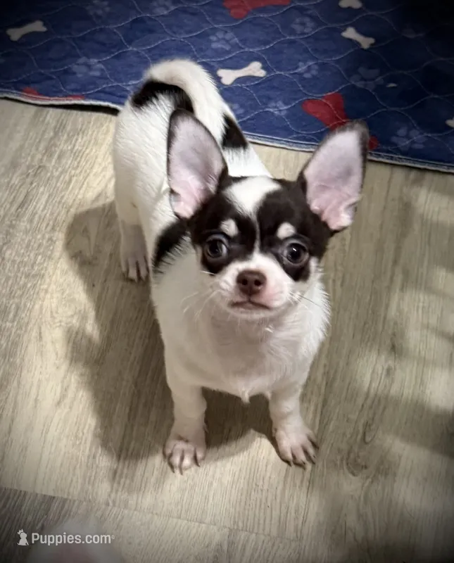 AKC Ollie – Chihuahua puppy for sale in New Jersey, NJ