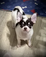 AKC Ollie, a male Chihuahua for sale in New Jersey, NJ – 2 of 9