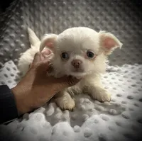 AKC Porter, a male Chihuahua for sale in New Jersey, NJ – 5 of 7