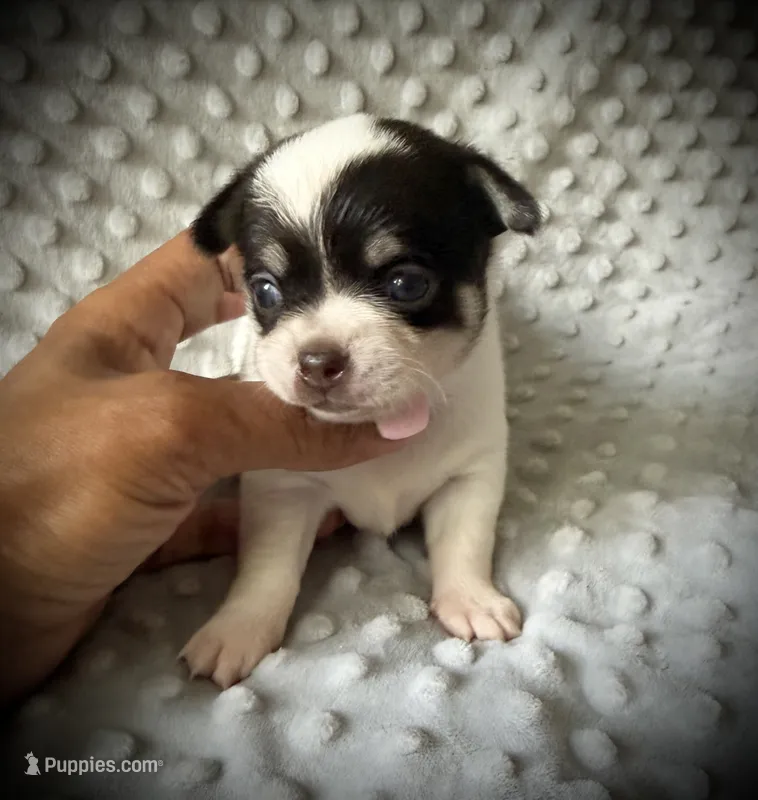 AKC Ollie – Chihuahua puppy for sale in New Jersey, NJ