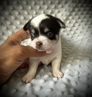AKC Ollie, a male Chihuahua for sale in New Jersey, NJ – 1 of 4