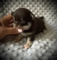 AKC Odin, a male Chihuahua for sale in New Jersey, NJ – 2 of 5