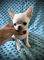 AKC Bean, a male Chihuahua for sale in New Jersey, NJ – 1 of 8