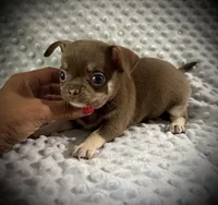 AKC Opie, a male Chihuahua for sale in New Jersey, NJ – 6 of 10