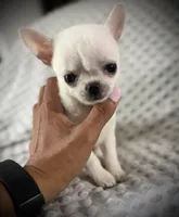 AKC Prince, a male Chihuahua for sale in New Jersey, NJ – 8 of 8