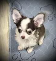 AKC Fiona , a female Chihuahua for sale in New Jersey, NJ – 1 of 4